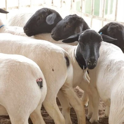 Dorper (Blackhead Sheep) غنم دوربر
