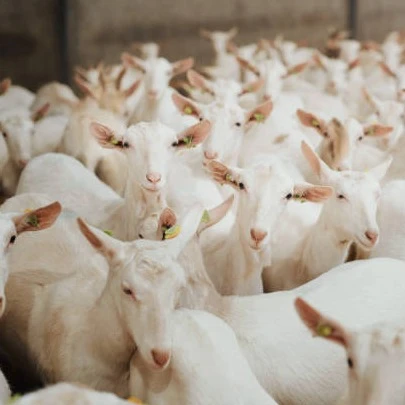 Goat (High Priority) لحم الماعز الناعم