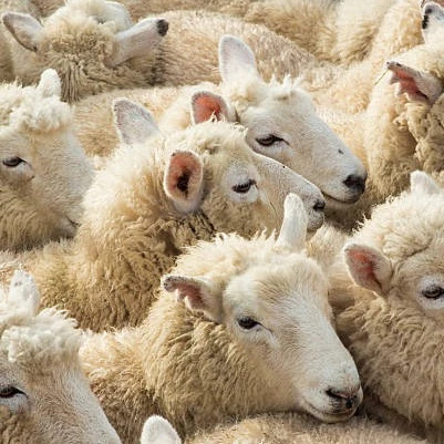 Merino Sheep أغنام ميرينو