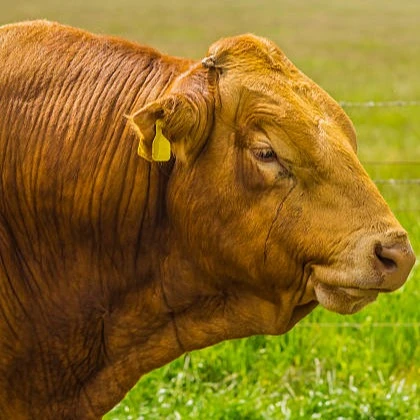 Beef Best Choice لحم البقر أفضل خيار